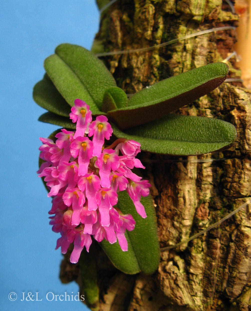 洋蘭！Schoenorchis fragrans（Schoenorchis fragrans