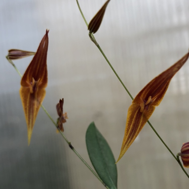 Lepanthes pastoensis - J&L Orchids