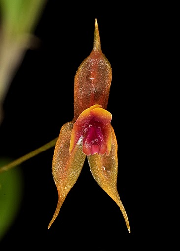 Lepanthes scalaris - J&L Orchids