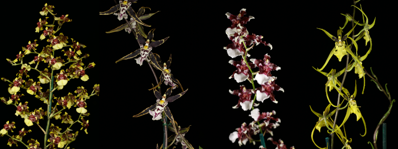 blooming-oncidiums.png