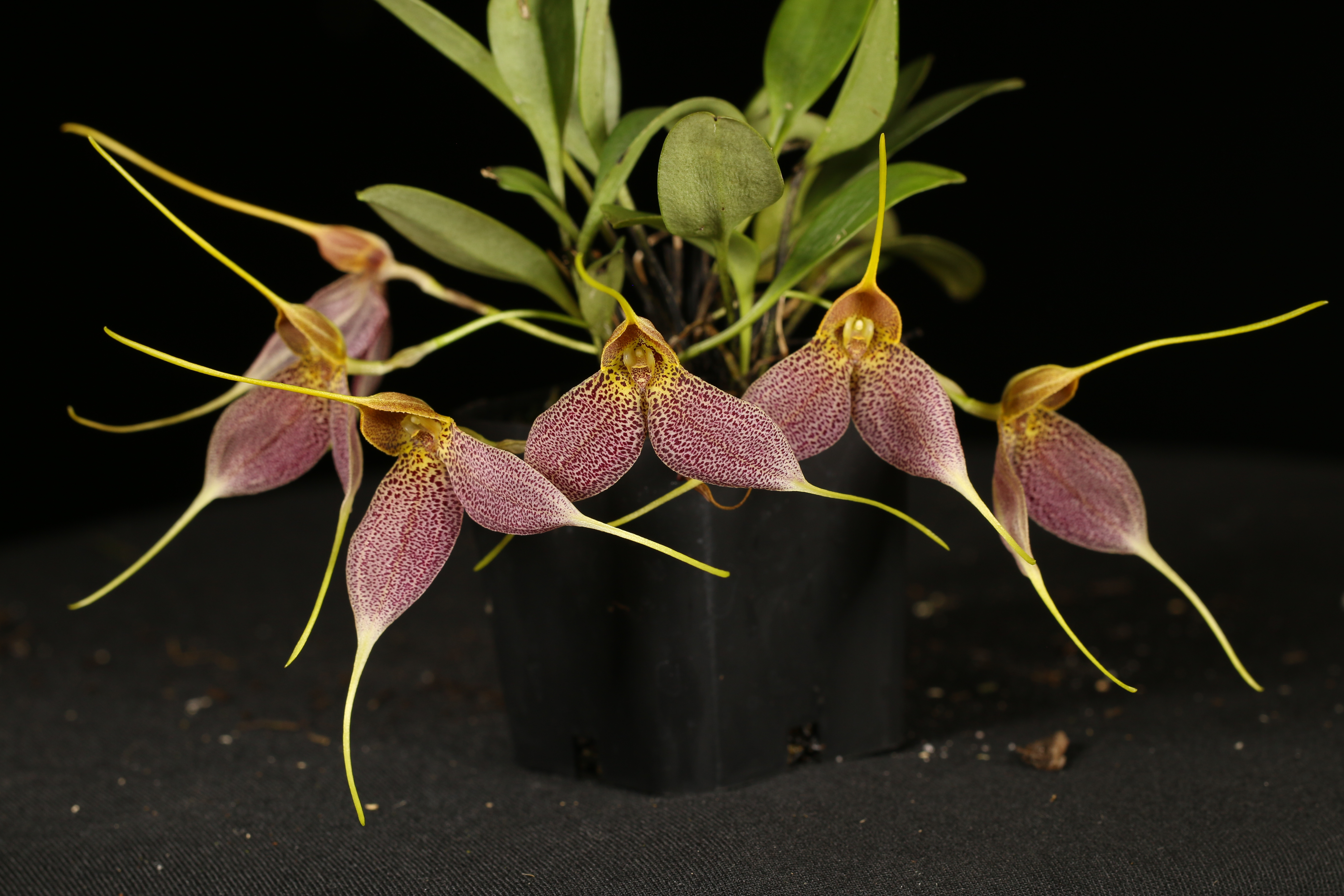 Masdevallia decumana