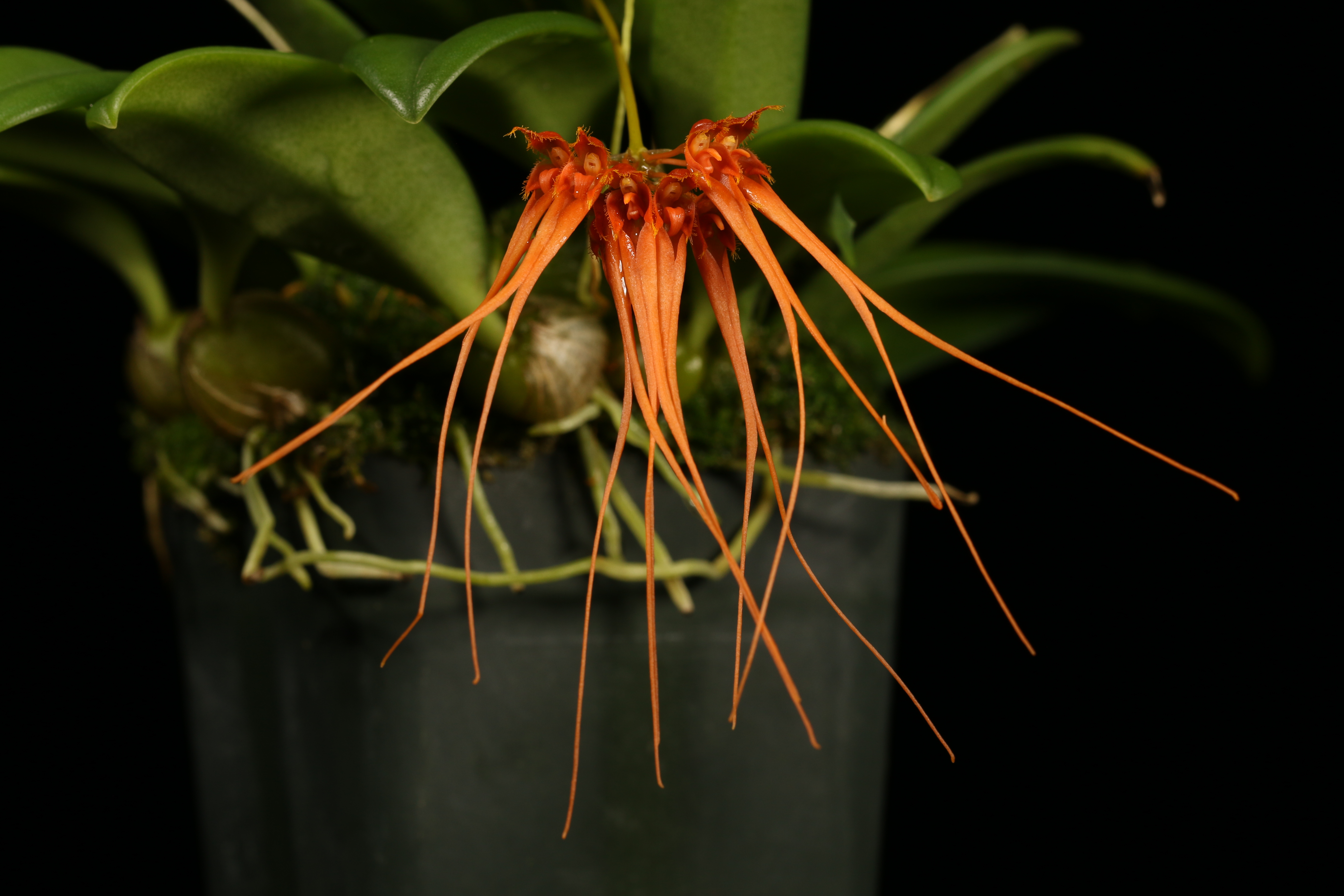 Bulbophyllum tingabarinum