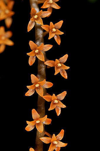 Chamaeangis hariotiana, Microterangis - J&L Orchids