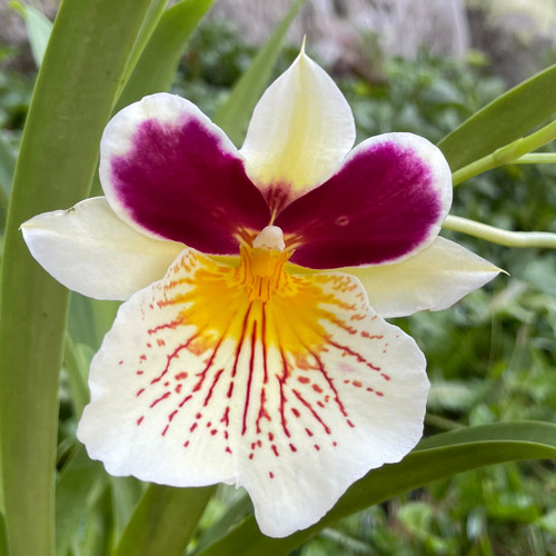Miltoniopsis Lemon Drop 'Sunset Falls' - J&L Orchids
