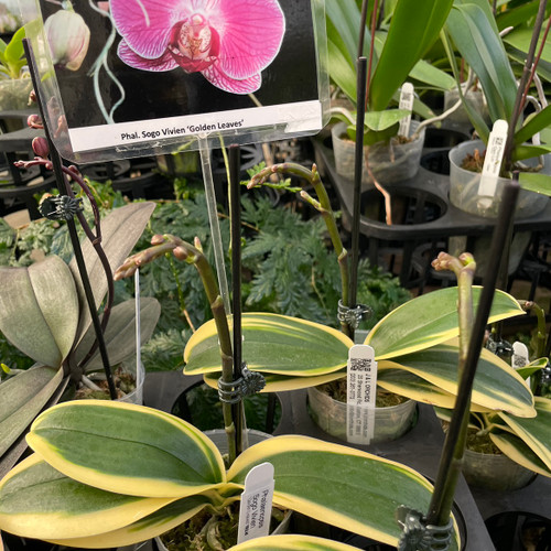 Phalaenopsis Sogo Vivien - Variegated Golden Leaves - Spiking - J&L Orchids