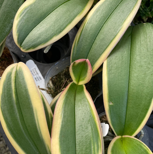 Phal chia e yenlin variegata фото