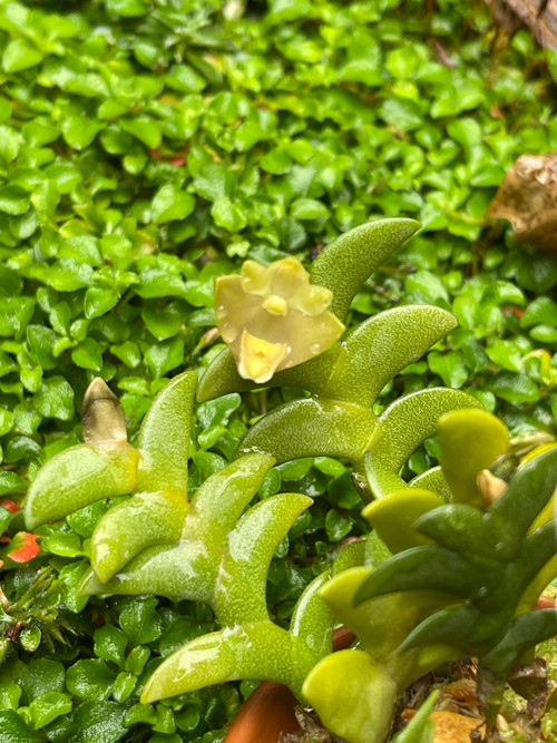 Dendrobium leonis - J&L Orchids