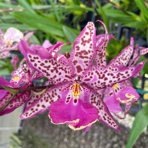 Aliceara Mem. Donald Yamada 'FJ-72' - J&L Orchids