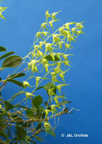 trichosalpinx chamaelepanthes 着生ラン垂れ下がり系 Trichosalpinx
