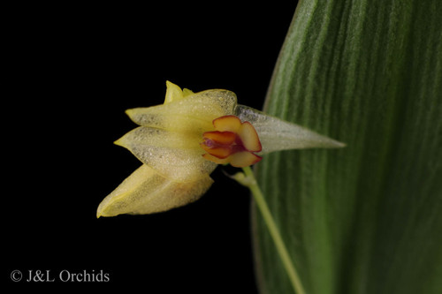 Lepanthes_ballatrix_1__83079.