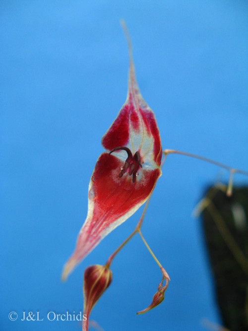 Lepanthes cloesii - J&L Orchids