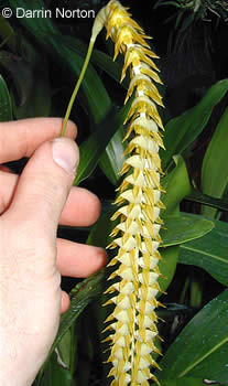 Small Dendrochilum Magnum Orchid Candle | LOEWE Perfumes