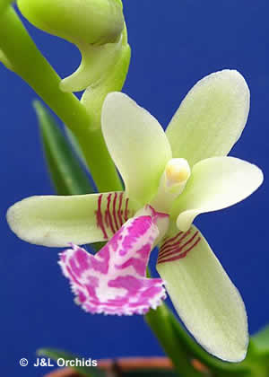 Sedirea japonica - J&amp;L Orchids
