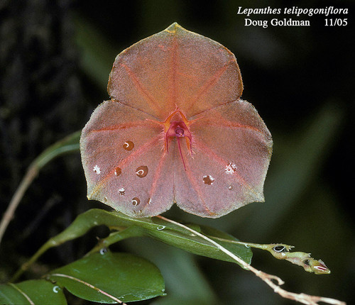 Lepanthes telipogoniflora - J&L Orchids