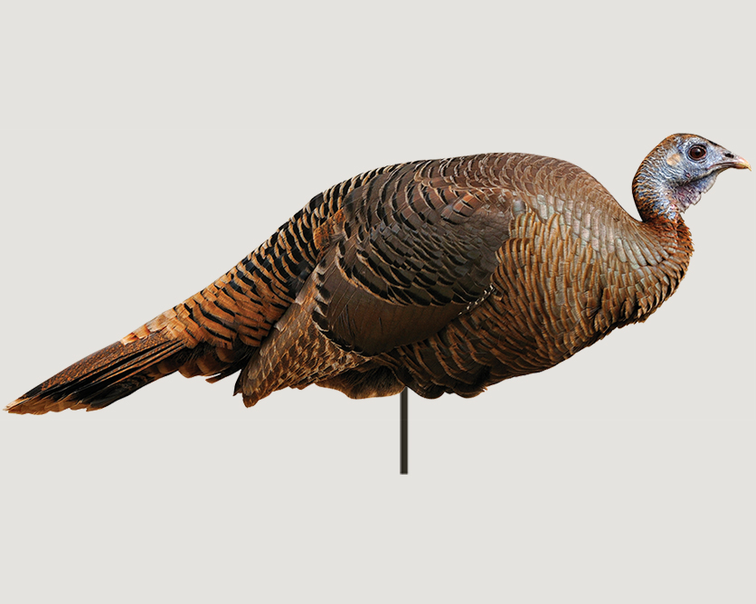 Spring Fling Turkey Decoy Montana Decoy