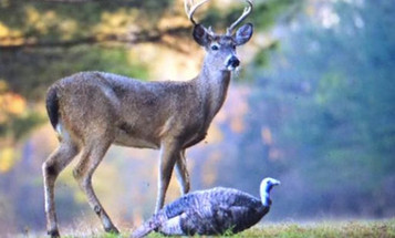 What to Wear When Deer Hunting, Blog