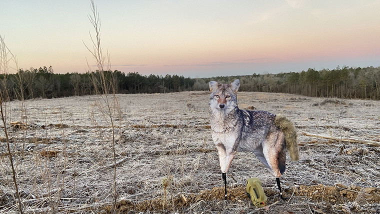Song Dog Coyote Decoy in field