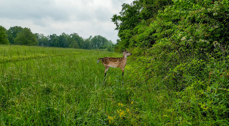 Fawnzy Fawn Decoy by a tree line.