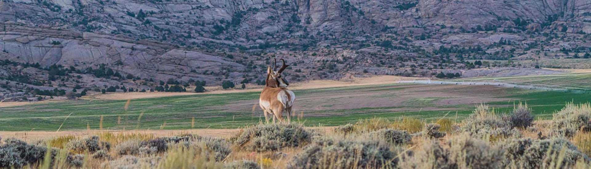 Beginners Guide to Antelope Hunting Montana Decoy