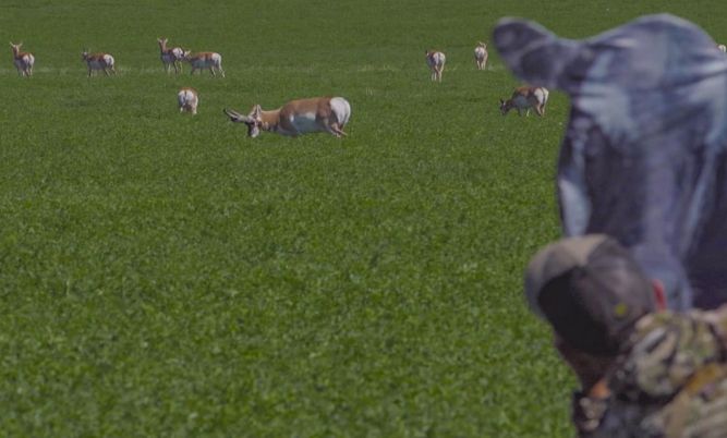 HUNTING THE PRONGHORN RUT Montana Decoy