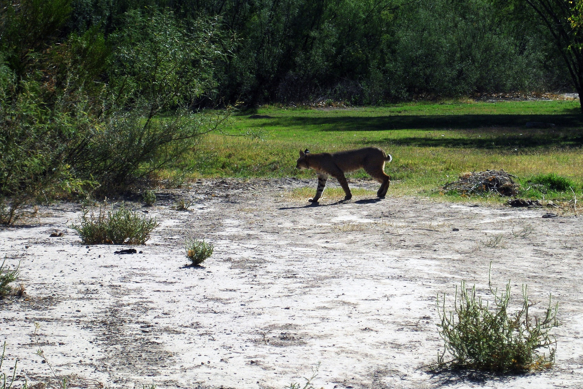 The Art of Calling and Killing Bobcats Montana Decoy
