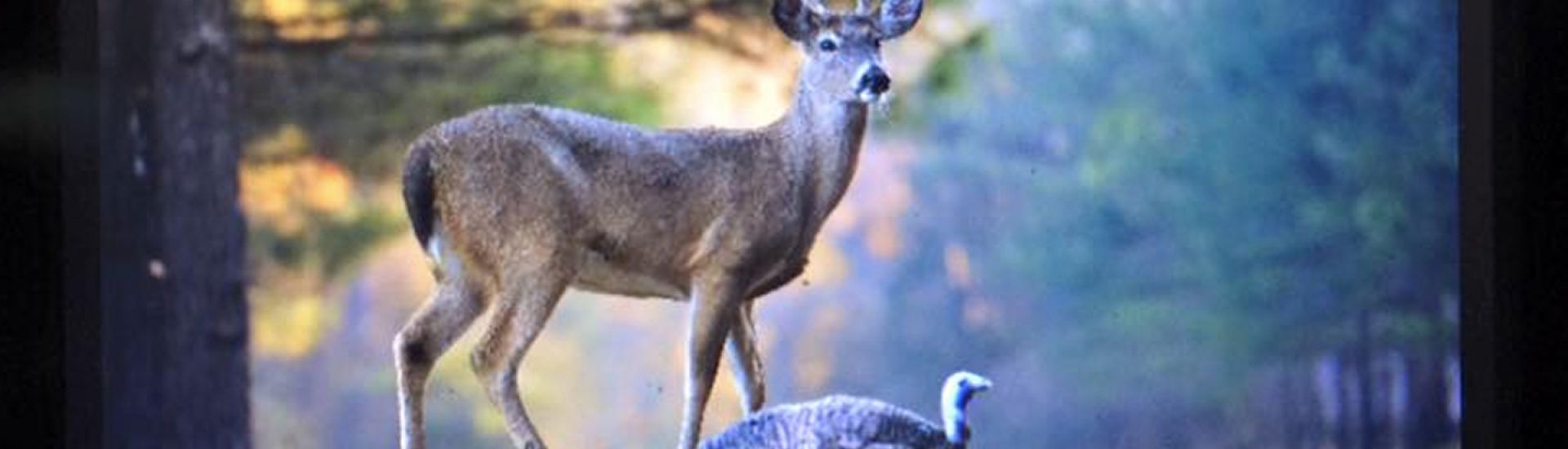 USE A TURKEY DECOY FOR DEER HUNTING Montana Decoy