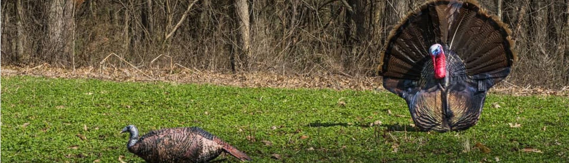 EASY TO CARRY LIGHTWEIGHT TURKEY DECOYS Montana Decoy