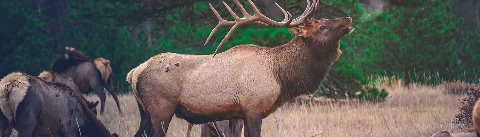 Elk Sounds of the Season Montana Decoy