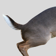 Estrus Betty Whitetail Decoy