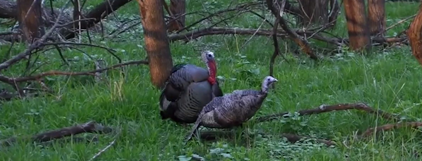 THE BEST WAY TO FILM A TURKEY HUNT? Montana Decoy