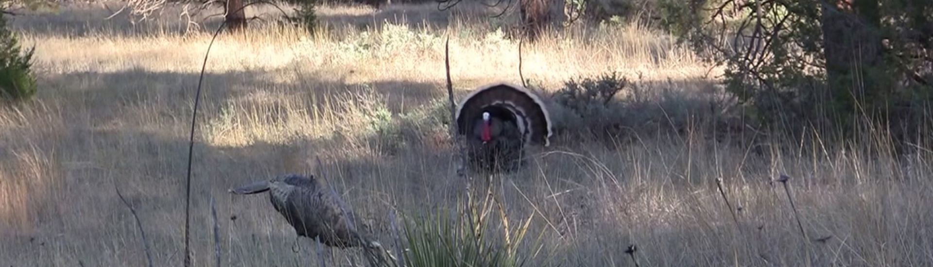 HOW TO ADD MOTION TO A TURKEY DECOY Montana Decoy