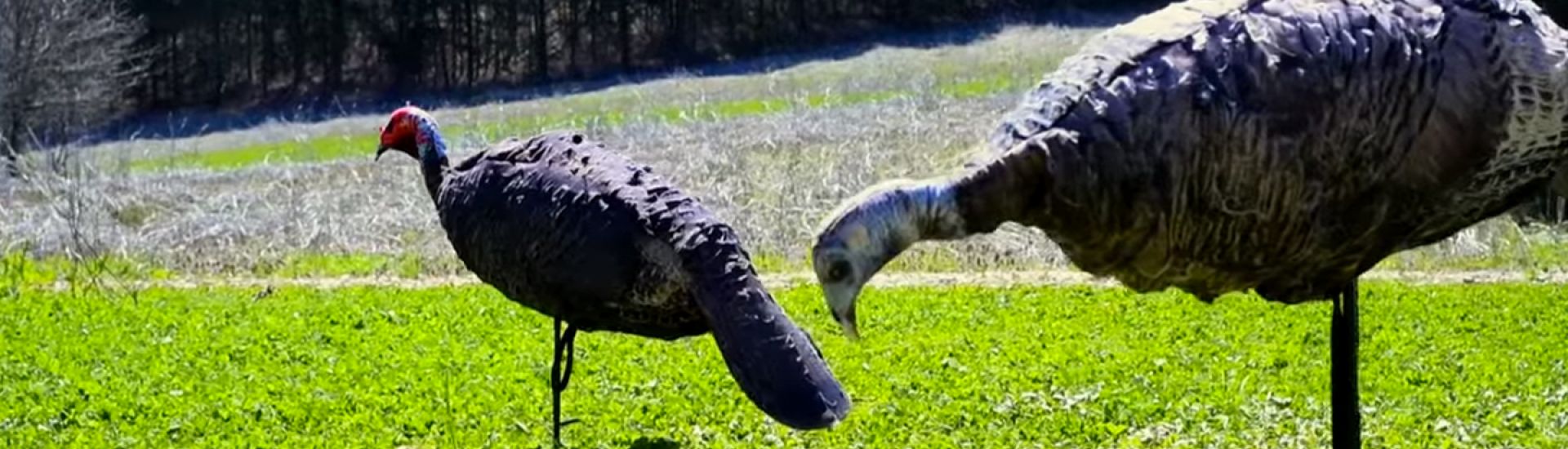 TURKEY DECOY TIPS FROM 'GROWING DEER TV' Montana Decoy