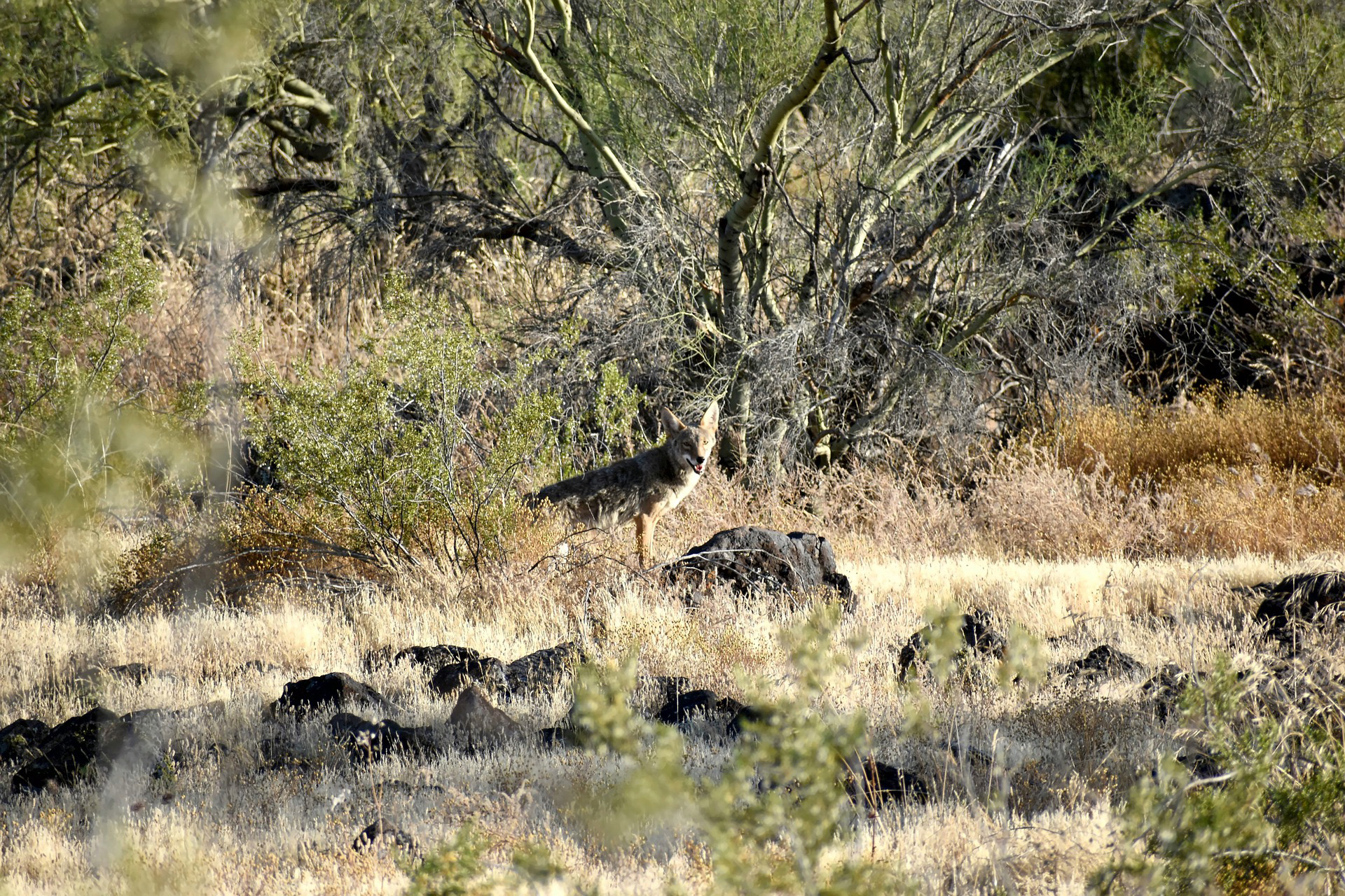 How to Call Coyotes in May Montana Decoy