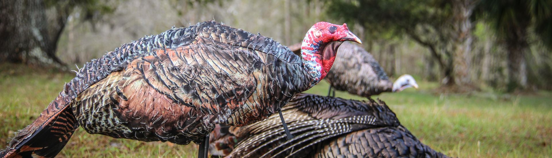 HOW TO USE A TURKEY DECOY Montana Decoy