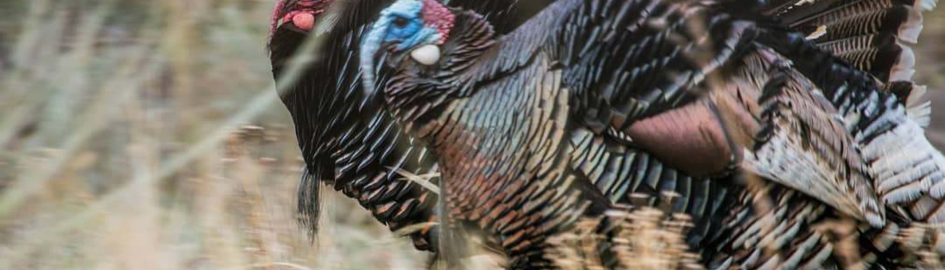Turkey Mating Seasons by Species and Region Montana Decoy