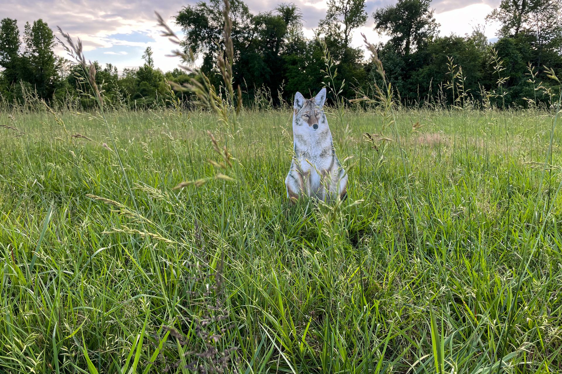 Predator Hunting Gear Checklist Montana Decoy