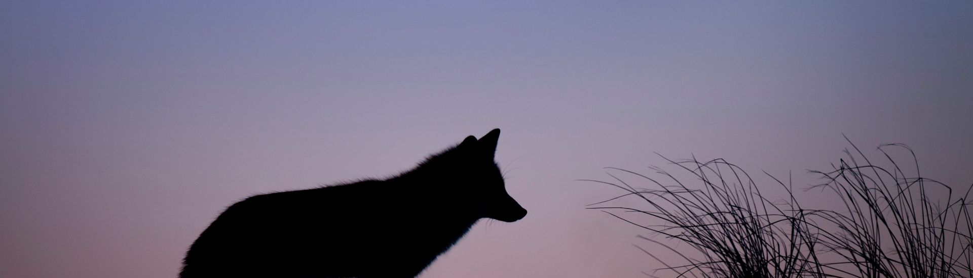 Coyote Calling Cadence Works Year 'Round — Ron Spomer Outdoors, image size:1920x550