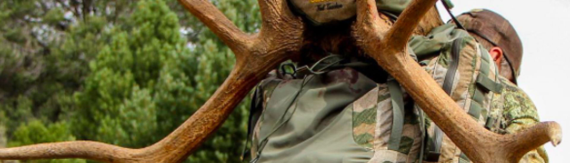 FIELD DRESSING AN ELK IN THE BACKCOUNTRY Montana Decoy FIELD DRESSING AN ELK IN THE BACKCOUNTRY Montana Decoy