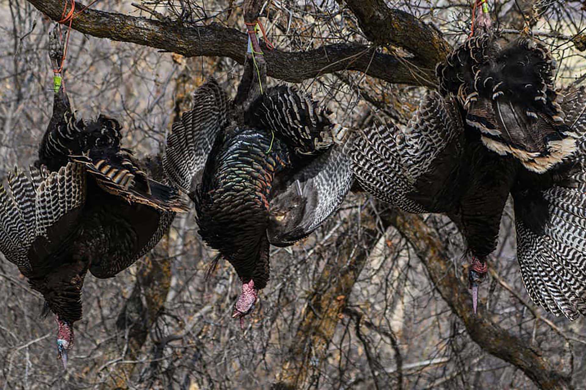 5 SPRING TURKEY HUNTING TIPS Montana Decoy