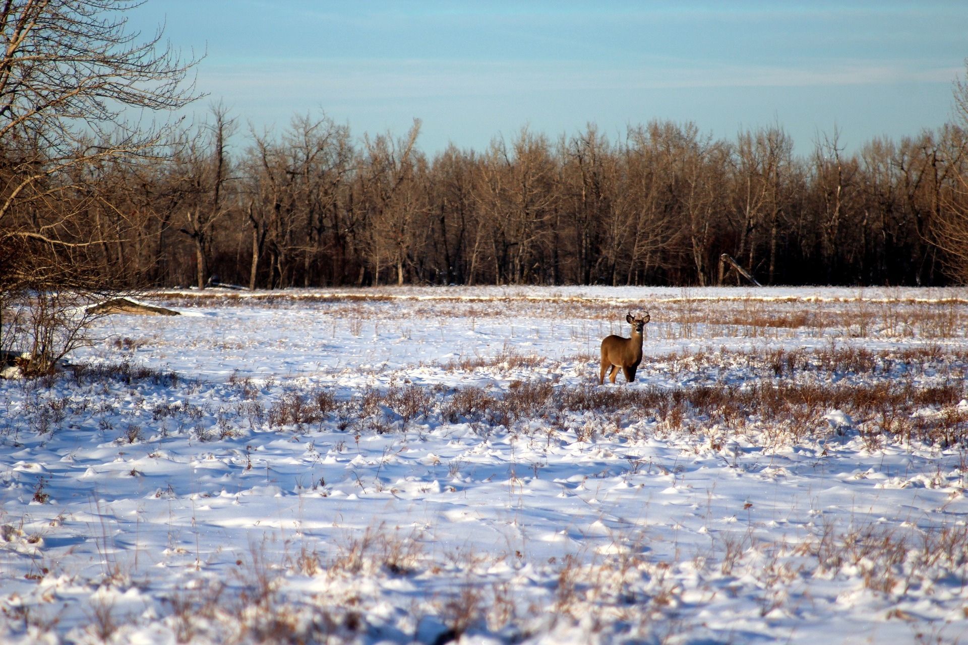 Understanding Deer Movement Patterns Montana Decoy