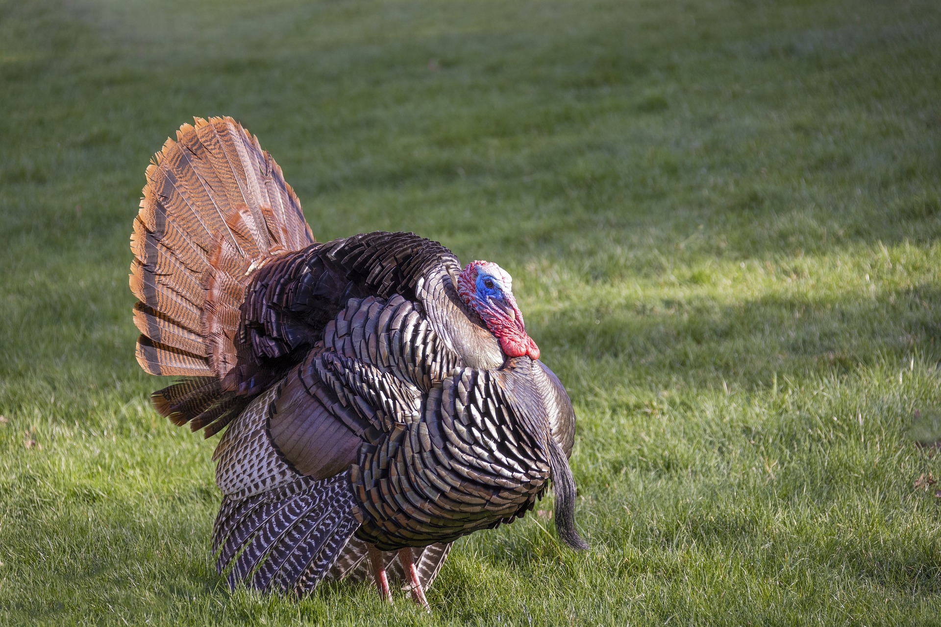 Turkey Mating Seasons by Species and Region - Montana Decoy