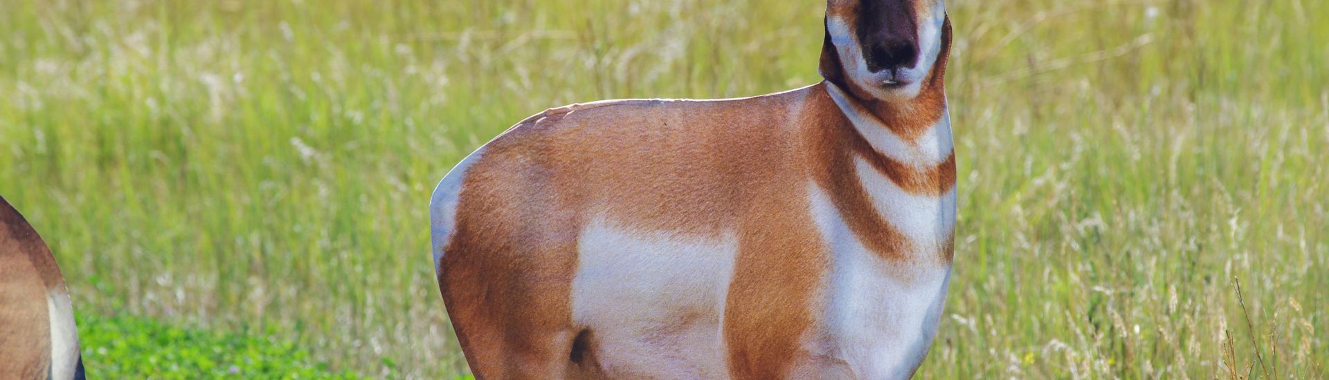 5 Best States for Antelope Hunting Montana Decoy