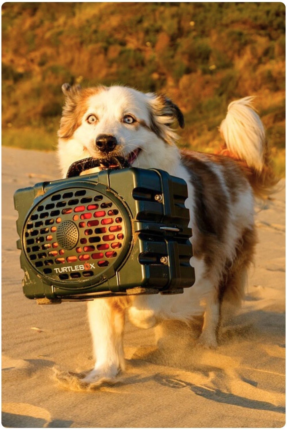 Dog carrying Turtlebox speaker in mouth