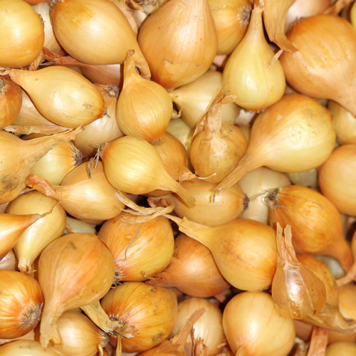 Onion Sets Yellow - Per Pound