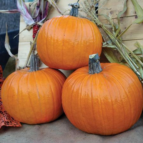 Territorial Seed Pumpkin Neon Carving 3 Grams