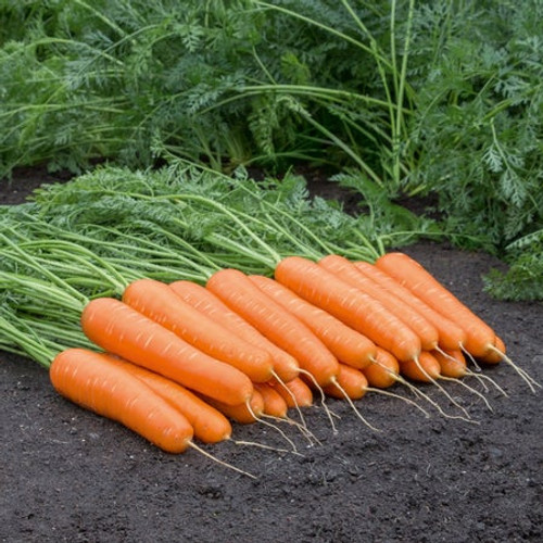 Territorial Seed Carrot Naval Nantes 1 Gram
