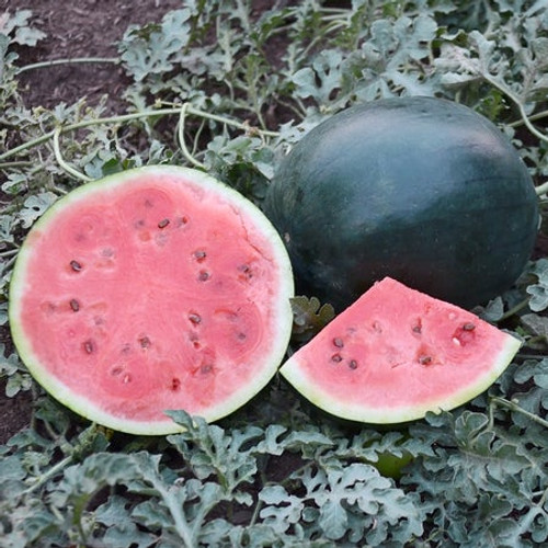 Territorial Seed Watermelon Blacktail Mountain 1 Gram - Organic & Biodynamic