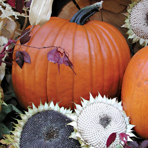 Territorial Seed Magic Lantern Pumpkin, 3 grams