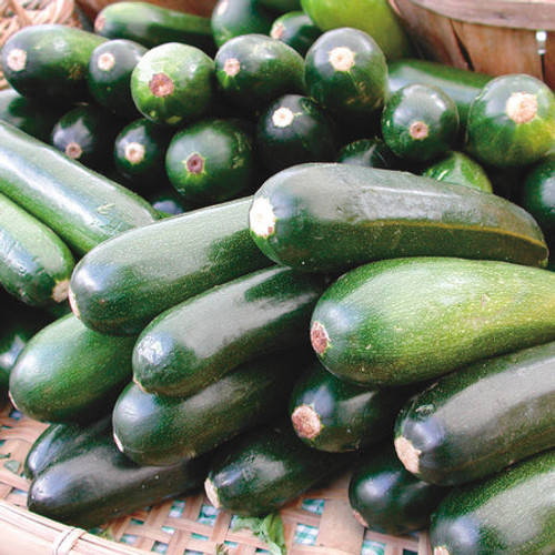 Territorial Seed Black Beauty Zucchini Summer Squash, 3 grams