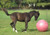 Jolly Mega Ball Equine 30